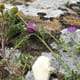 Wild flowers and edible forest mushroom on lichen wall