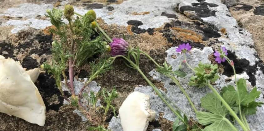 Wild flowers and edible forest mushroom on lichen wall